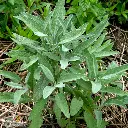 Seed Mr Fothergill Sage 0.55g #2715