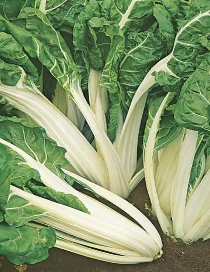 12713-ve-silver-beet-fordhook-giant_2.webp