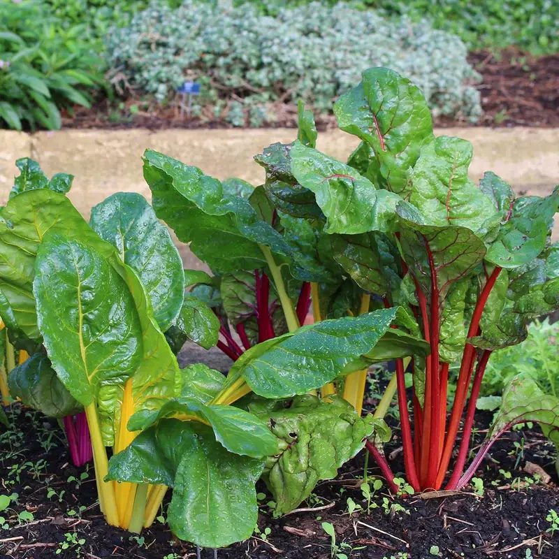 Seed Mr Fothergill Silverbeet Mixd Col 2.16g #2333