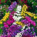 5af83566ee45e.webp