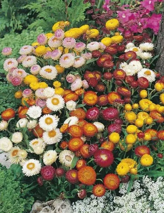 Seed Mr Fothergill Strawflower Mixed 0.224g #2351