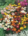 Seed Mr Fothergill Strawflower Mixed 0.224g #2351