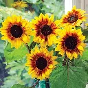 Seed Mr Fothergill Sunflower Gold Prominence 2g #2353