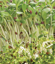 Seed Alfalfa Sprouts NOT TO WA 35g MFG2317