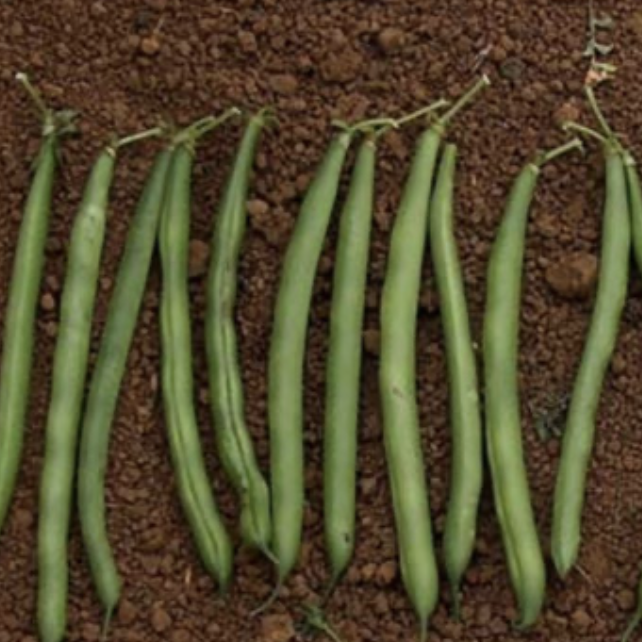 Seed Bean Contender 800g Terranova