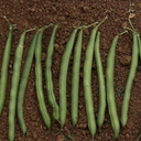 Seed Bean Contender 800g Terranova