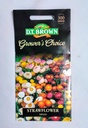 Seed Strawflower Mixed 0.224g MFG2351