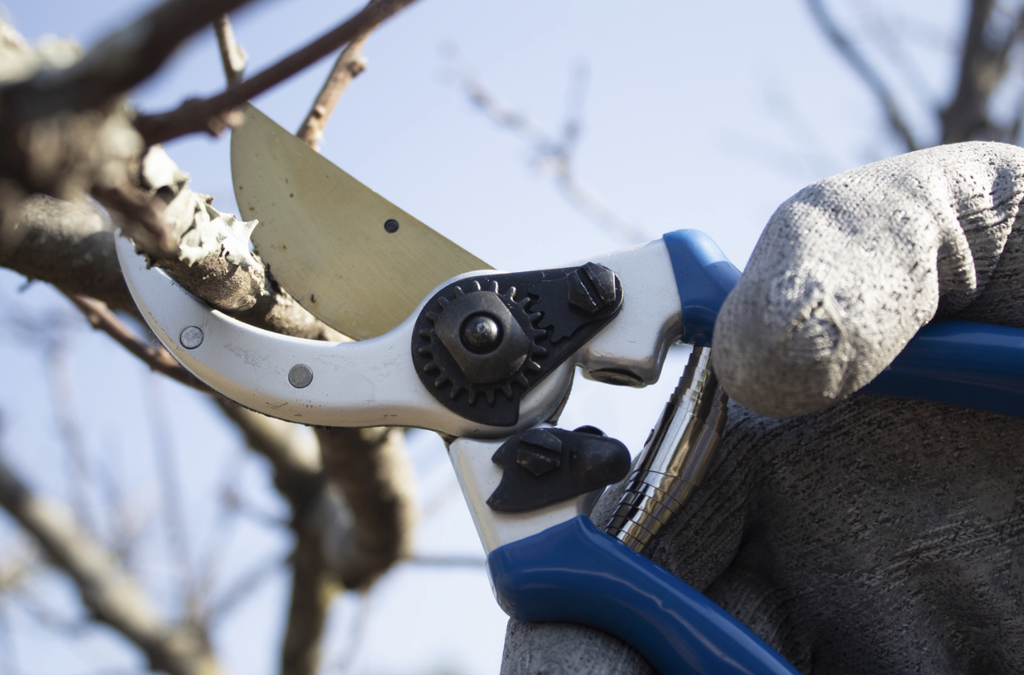Prunner Jacto Pm-20 8.5"