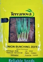 Seed Onion Zeffa 25g Terranova