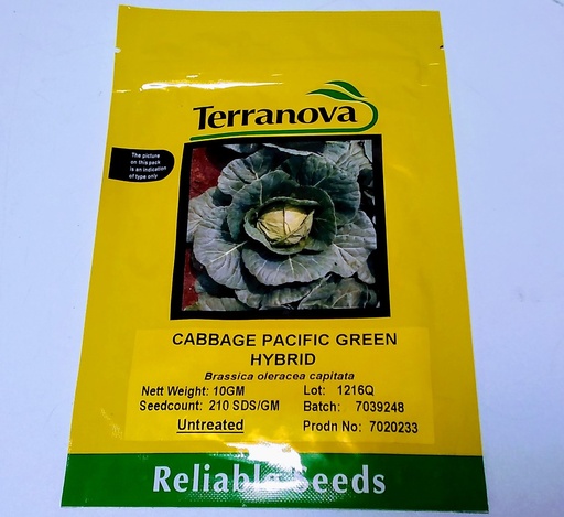 [SD0259] Seed Cabbage Pacific Green F1 10G Terranova