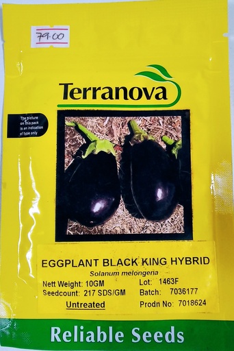 [SD0273] Seed Eggplant Black King F1 10G Terranova