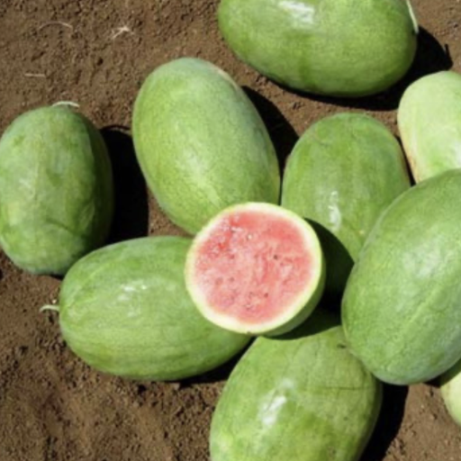 [SD0286] Seed Watermelon Charlestron 10g Terranova