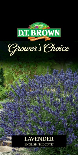 [SD0403] Seed Lavender English Hidcote 0.097g MFG2343