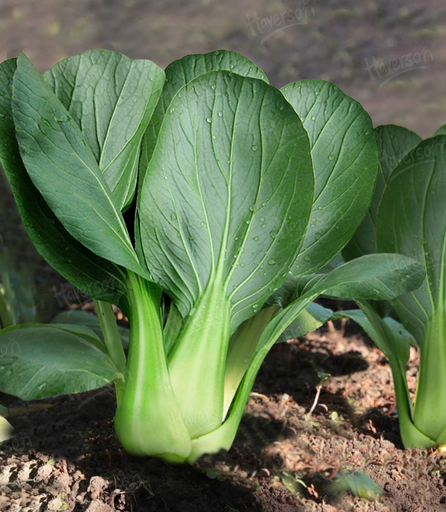 [164419] Seed Takii Chinese Green Pakchoi Wht Trop 10